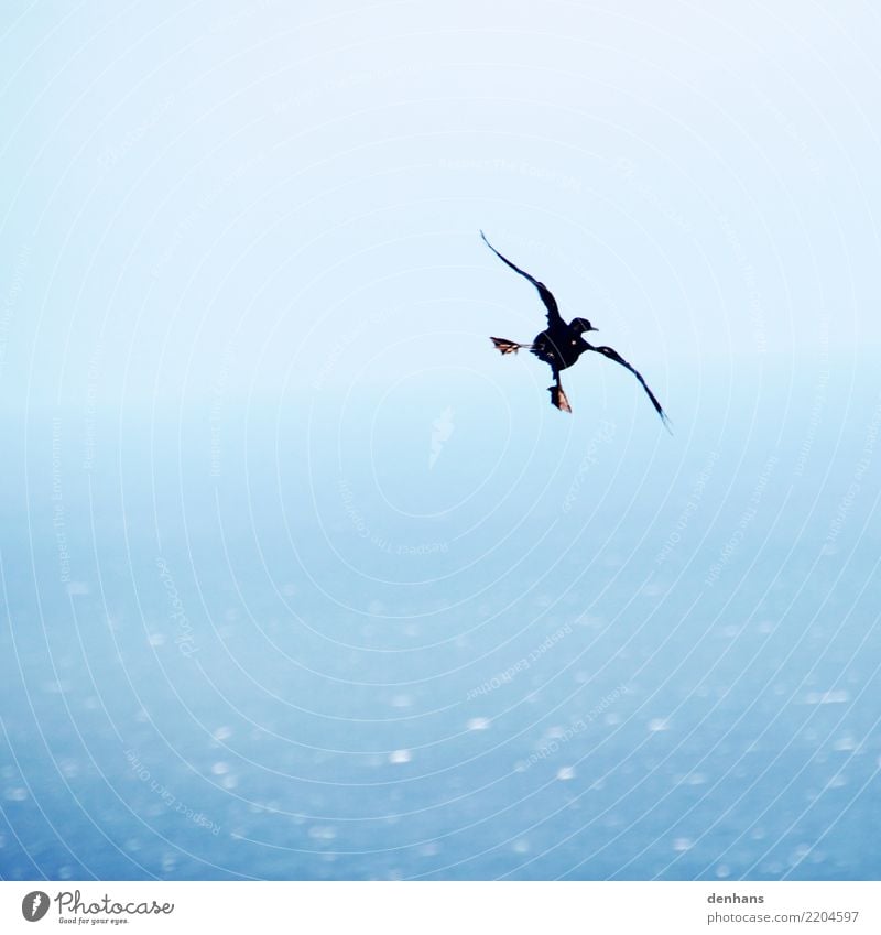 Cape Cormorant Elegant Joy Far-off places Ocean Animal Bird Phalacrocorax capensis 1 Running Movement Flying To enjoy Esthetic Funny Maritime Blue Brave