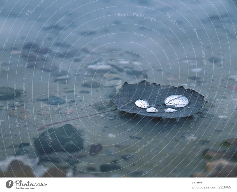 water on water with leaf padding Environment Nature Plant Water Drops of water Autumn Leaf Blue White Colour photo Day Light Blur Float in the water