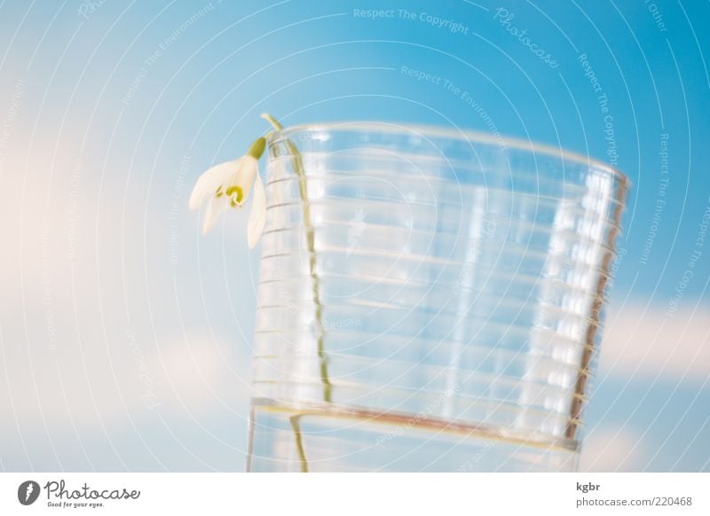 Spring in a glass Glass Water Plant Blossom Blue Loneliness Sadness Transience Snowdrop Colour photo Close-up Deserted Day Shallow depth of field Tumbler