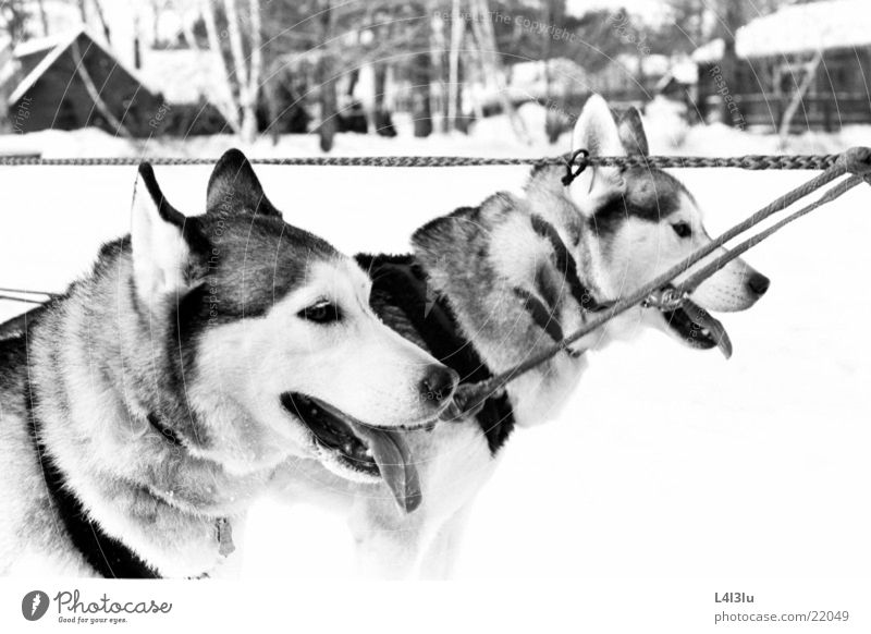 huskies Husky Dog Rennede Dogs racing veil