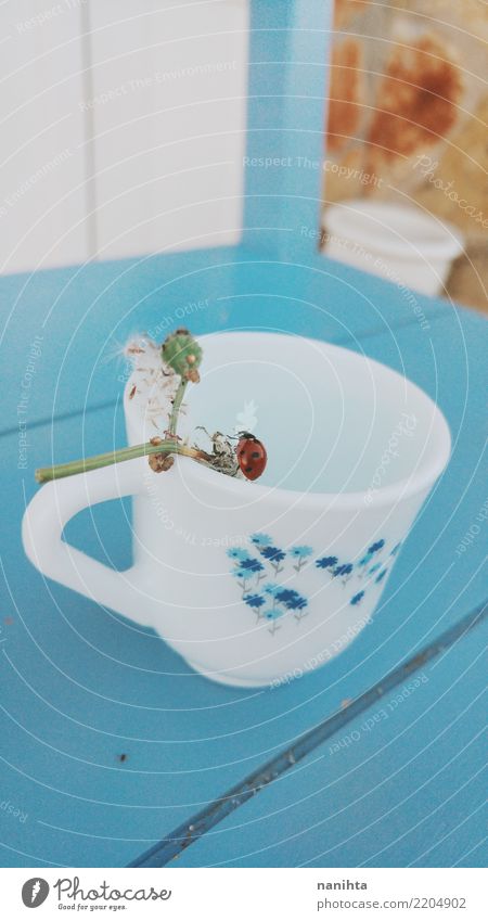 Tea cup with a ladybug Cup Mug Nature Animal Spring Autumn Plant Flower Wild animal Beetle Ladybird 1 Wood Authentic Exotic Fantastic Friendliness Uniqueness