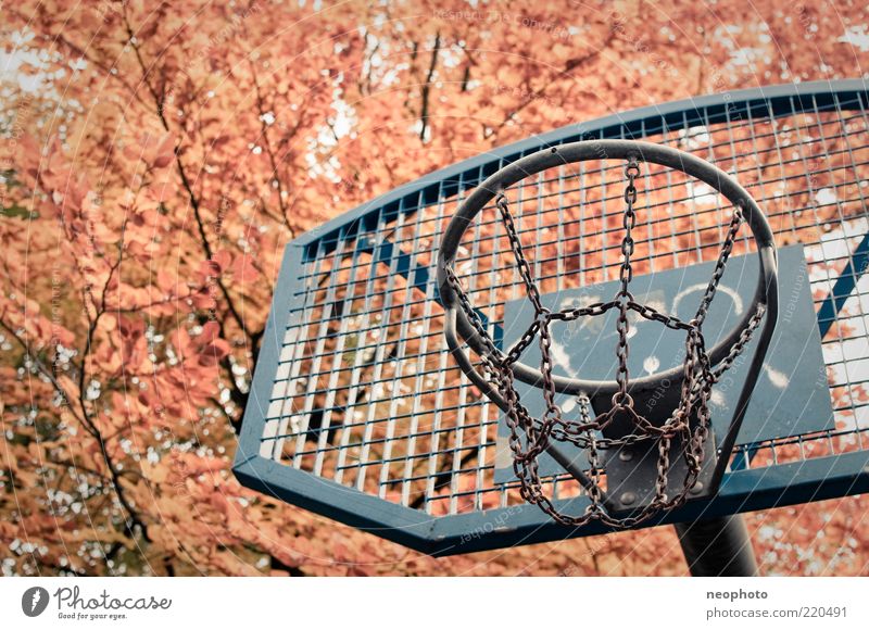 backyard dream Basketball Basketball basket Sporting Complex Autumn Tree Leaf canopy Autumn leaves Blue Yellow Red Colour photo Detail Deserted Copy Space left