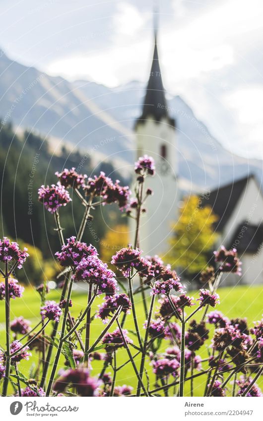 Church Vision Mountain Church spire Beautiful weather Flower Village Village church Fragrance Point Pink White Contentment Romance Belief Religion and faith