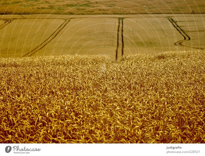 acre Environment Nature Landscape Plant Summer Agricultural crop Field Growth Natural Gold Grain Grain field Tracks Colour photo Exterior shot Deserted Day