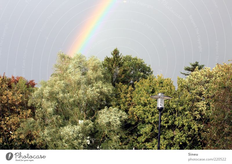 somewhere over the rainbow Nature Sky Cloudless sky Tree Park Observe To enjoy Illuminate Enthusiasm Rainbow Lantern Lamp post Street lighting Colour photo