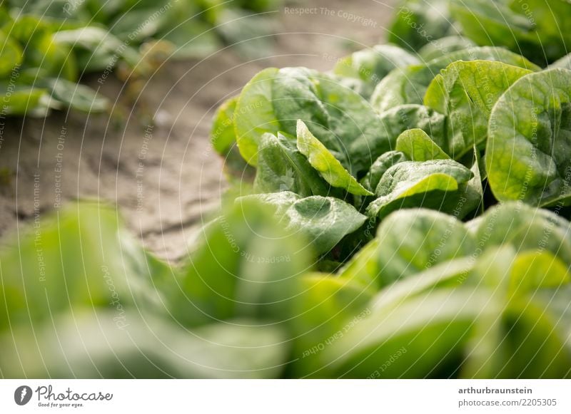 Leaf spinach fresh from the field ripe for harvesting Food Vegetable Lettuce Salad Spinach Spinach leaf Nutrition Organic produce Vegetarian diet Fasting