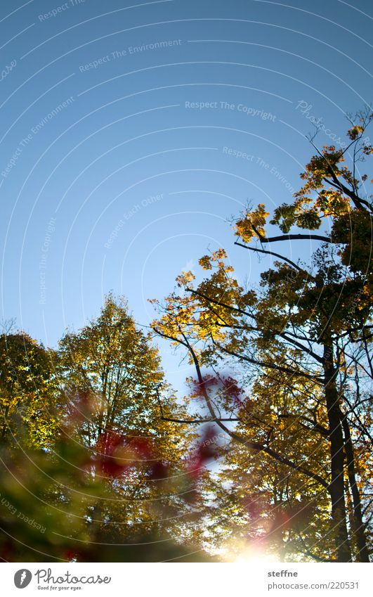 bumblebee perspective Landscape Cloudless sky Sun Sunrise Sunset Sunlight Autumn Beautiful weather Plant Tree Flower Park Natural Blue Colour photo