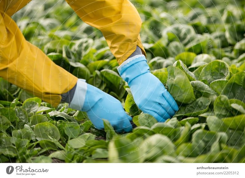 Harvesting vegetables in agriculture with your hands on the field Food Vegetable Lettuce Salad Spinach Spinach leaf Nutrition Organic produce Vegetarian diet