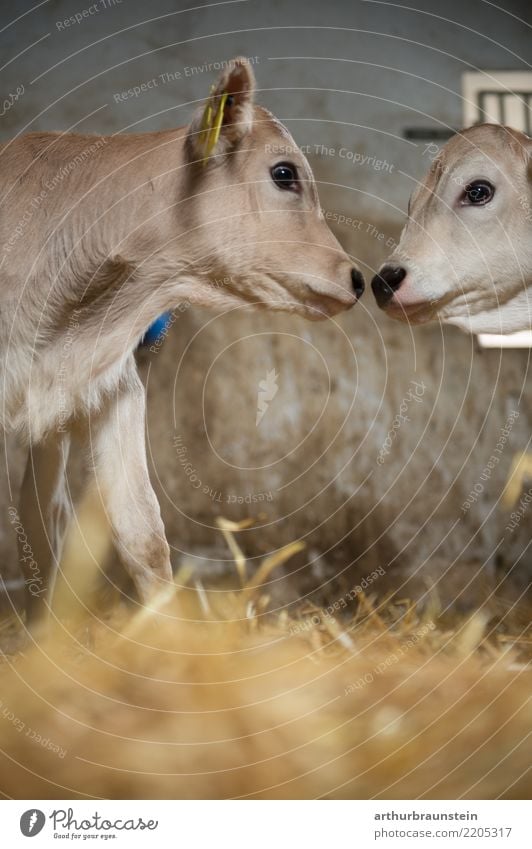 Young calves kiss in the barn Food Meat Beef Cattle farming Nutrition Farmer Veterinarian Economy Agriculture Forestry Environment Straw Barn Animal Farm animal
