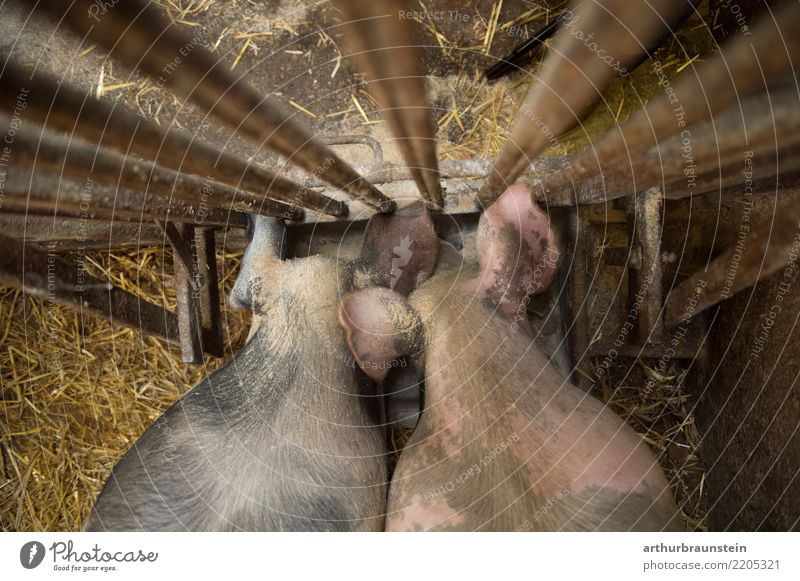 Pigs eat at feeding trough in the barn Food Meat Sausage Pork Pig's ear Roast pork Nutrition Work and employment Profession Farmer Butcher Economy Agriculture