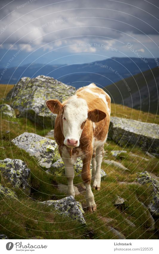 How about you? Mountain Environment Nature Landscape Summer Animal Farm animal Cow Animal face Pelt 1 Baby animal Natural Curiosity Brown White Freedom Contact