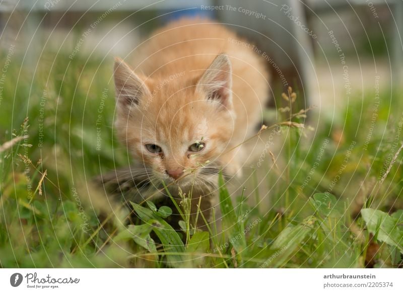 Cat kitten in the meadow Garden Environment Nature Beautiful weather Grass Meadow Animal Pet Animal face Pelt Baby animal Love of animals Animal protection