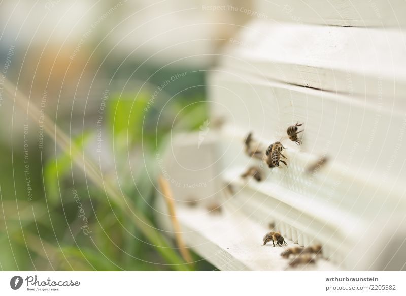 Bees at the beehive in the meadow Food Candy Honey Honey bee Nutrition Organic produce Healthy Health care Healthy Eating Leisure and hobbies Bee-keeper Economy