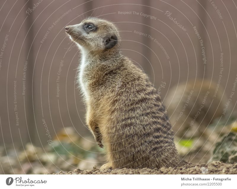 Meerkat portrait Environment Nature Animal Sand Sun Beautiful weather Plant Wild animal Animal face Pelt Claw Paw Eyes Ear Nose 1 Observe Listening Looking Sit