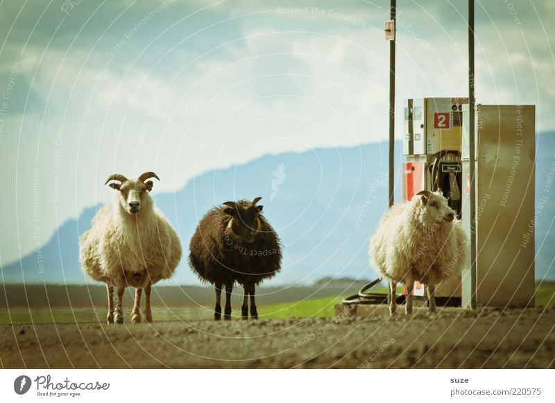 The 3 from the gas station Environment Nature Animal Elements Earth Sky Clouds Beautiful weather Farm animal Sheep Group of animals Exceptional Fantastic Small