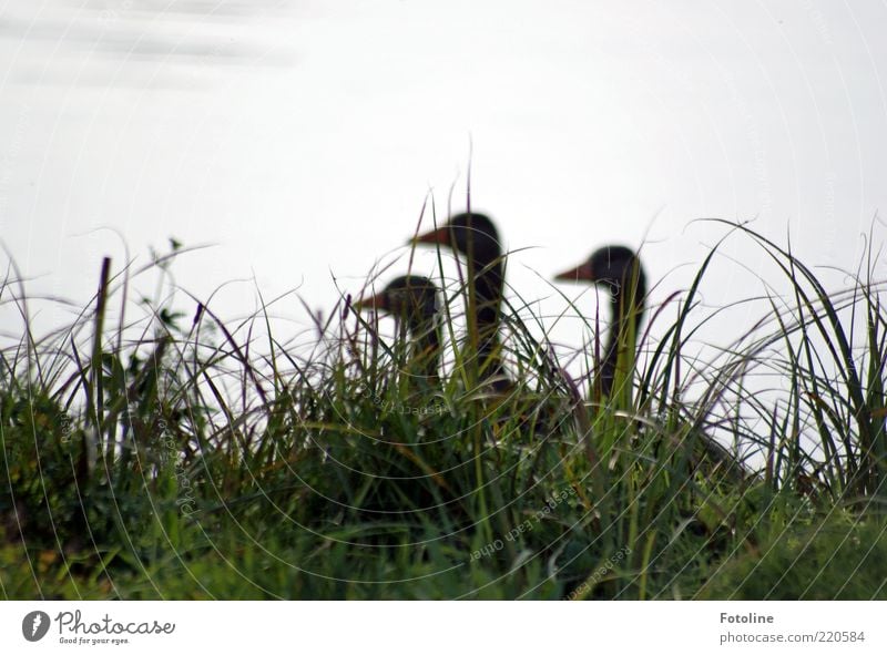 The 3 ladies for the grill ;-) Environment Nature Plant Animal Elements Water Lakeside Pond Wild animal Bird Natural Goose Grass Colour photo Subdued colour