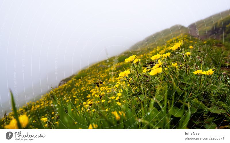 Alpine meadow in the fog Flower Alps Mountain Peak Fog Summer blossom Climate Water Drops of water Trickle buttercups Yellow Meadow