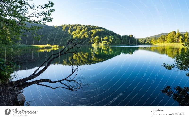 mirror-smooth lake with branches and trees Relaxation Calm Nature Water Tree Forest Lake Natural Attentive Croatia Smoothness Branch Tree trunk