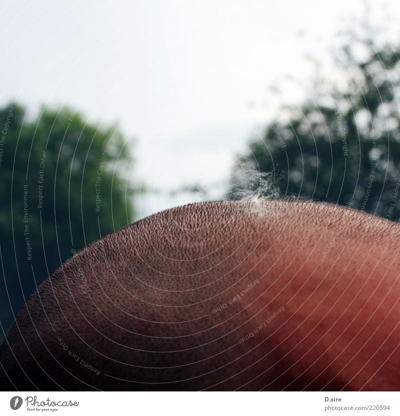 fluffy on scratchy Hair and hairstyles Skin Human being Masculine Man Adults Head 1 Short-haired Bald or shaved head Uniqueness Multicoloured Pollen Seed