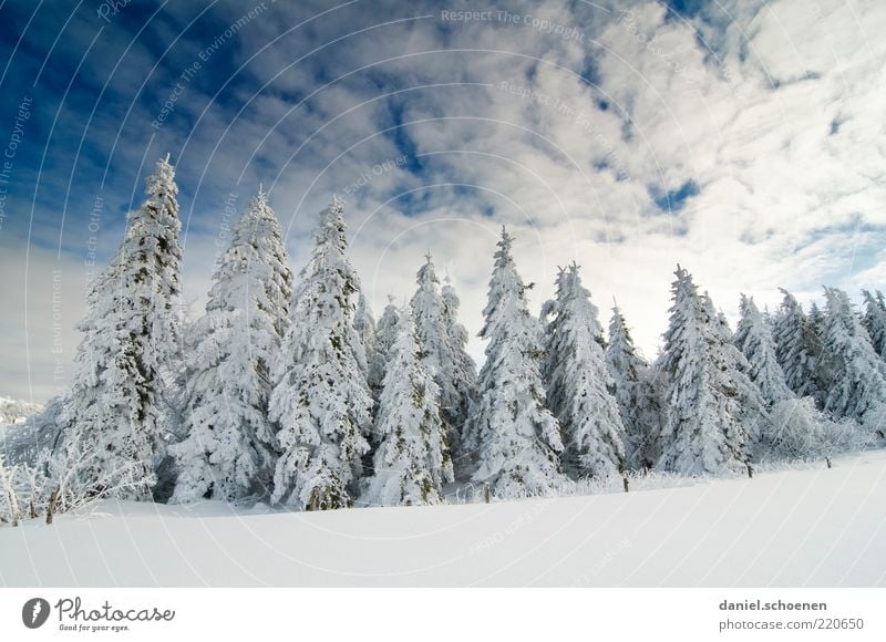 ...so I'm looking forward to it !! Winter Snow Environment Nature Landscape Climate Beautiful weather Ice Frost Tree Forest Blue White Fir tree Sky Black Forest