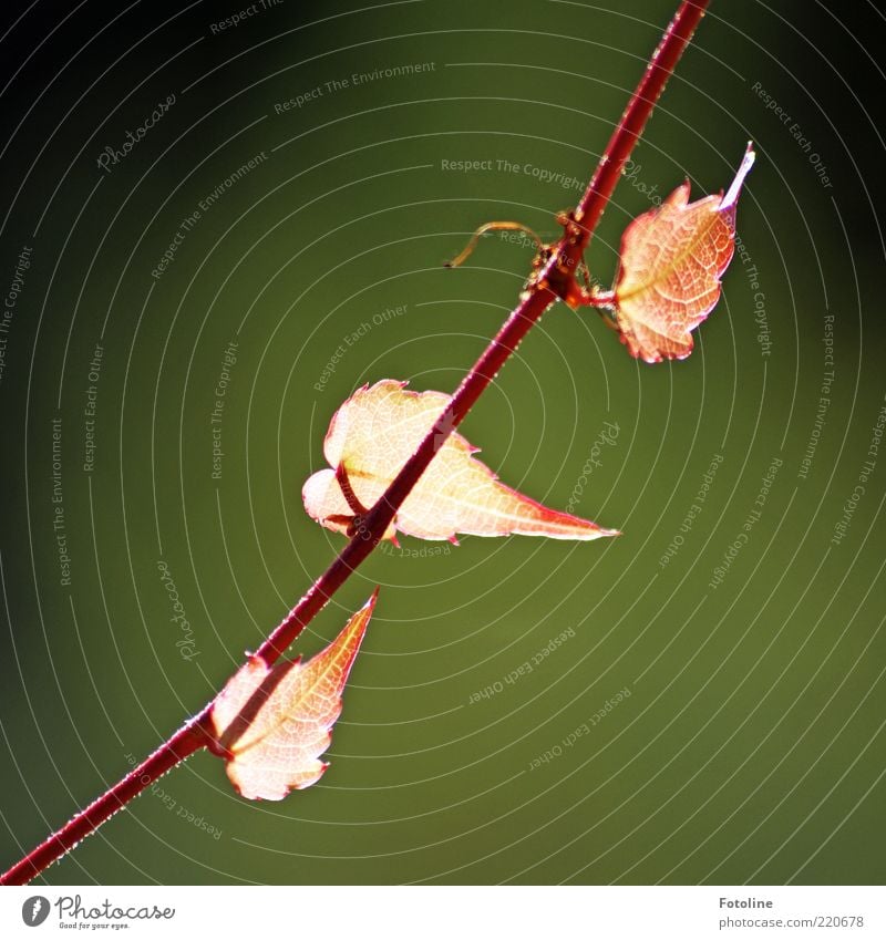 autumn lights Environment Nature Plant Autumn Leaf Bright Near Natural Virginia Creeper Illuminate Red Red hot Colour photo Multicoloured Exterior shot Close-up