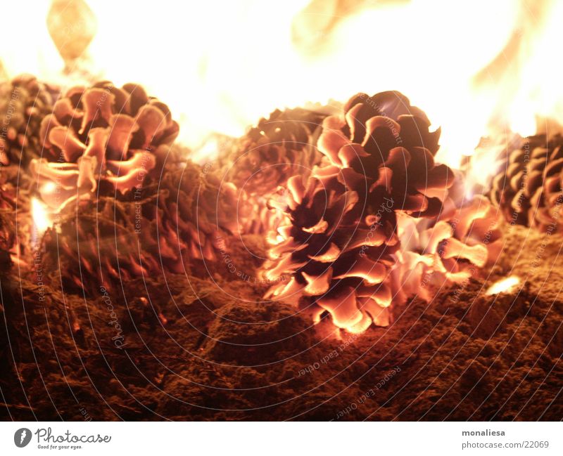 Glowing pins 2 Cone Barbecue (apparatus) Embers Physics Blaze Flame Ashes Warmth Odor Pine cone Incandescent Hot