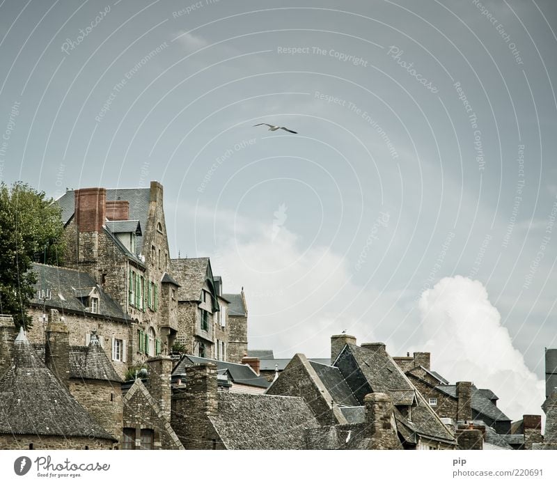 BirdPerspective Sky Clouds Tree Town Old town House (Residential Structure) Facade Window Roof Chimney Tourist Attraction Mont St Michel Seagull 1 Animal Tall