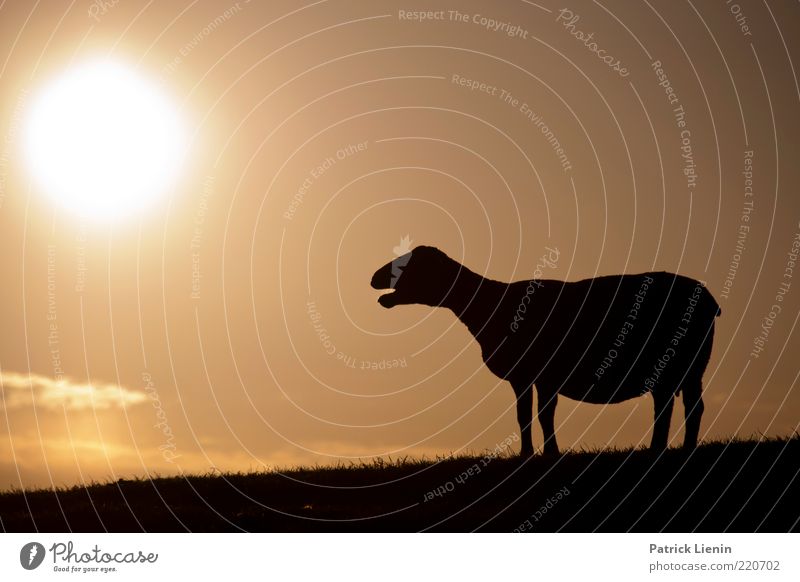 Black sheep Environment Nature Elements Air Sky Clouds Sun Sunrise Sunset Sunlight Weather Beautiful weather Hill Animal Farm animal 1 Observe Discover To enjoy