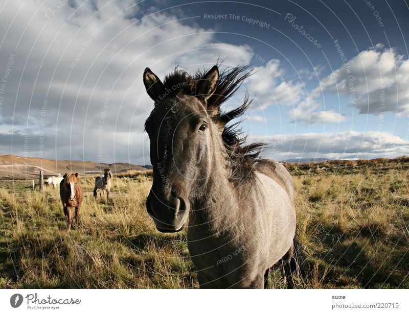 Because the wind will carry us ... Nature Landscape Animal Sky Clouds Wind Meadow Farm animal Wild animal Horse Stand Wait Esthetic Natural Beautiful Moody Mane