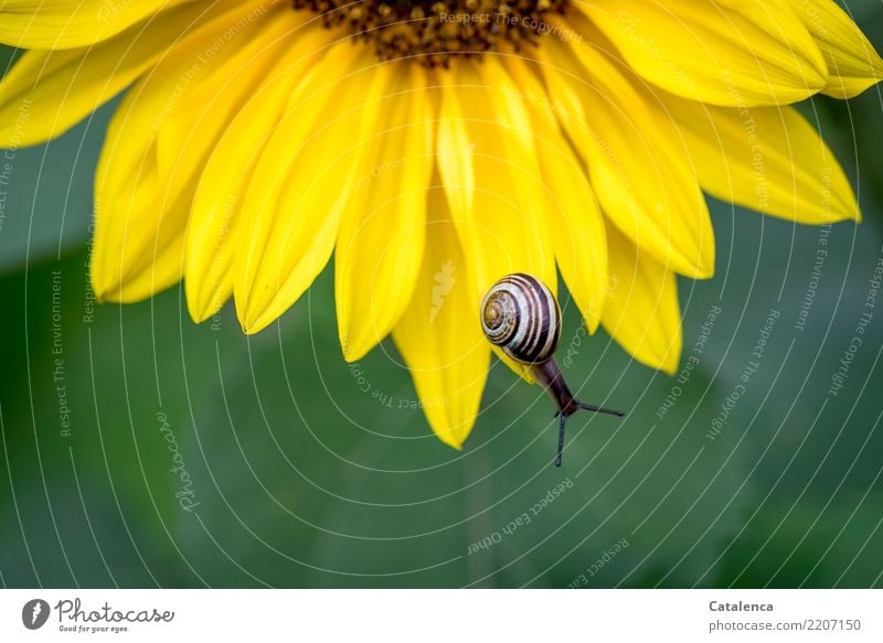 Snail on the petal of a sunflower Nature Plant Animal Summer Leaf Blossom Sunflower Garden Crumpet schnirkel snail 1 Blossoming pretty Slimy Brown Yellow Green