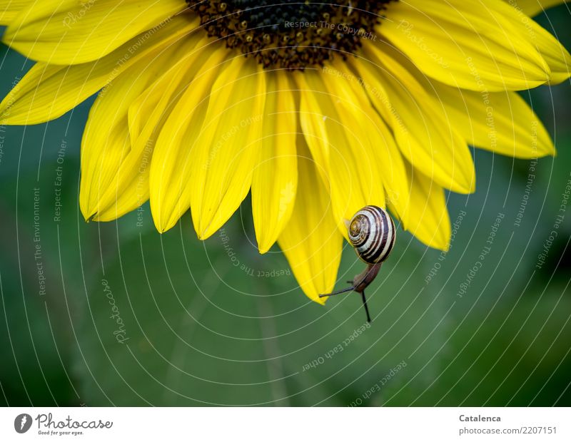 Head down, snail on a sunflower Nature Plant Animal Summer Flower Leaf Blossom Sunflower Garden Crumpet schnirkel snail 1 Movement Hang Esthetic pretty Brown