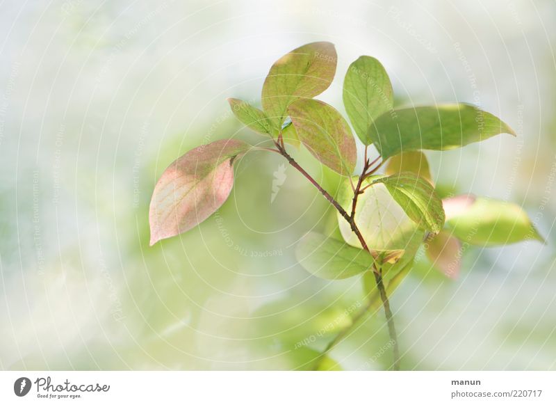 pale pinkish-light green Nature Summer Autumn Bushes Leaf Wild plant Early fall Autumnal colours Spring colours Bright green Esthetic Exceptional Beautiful