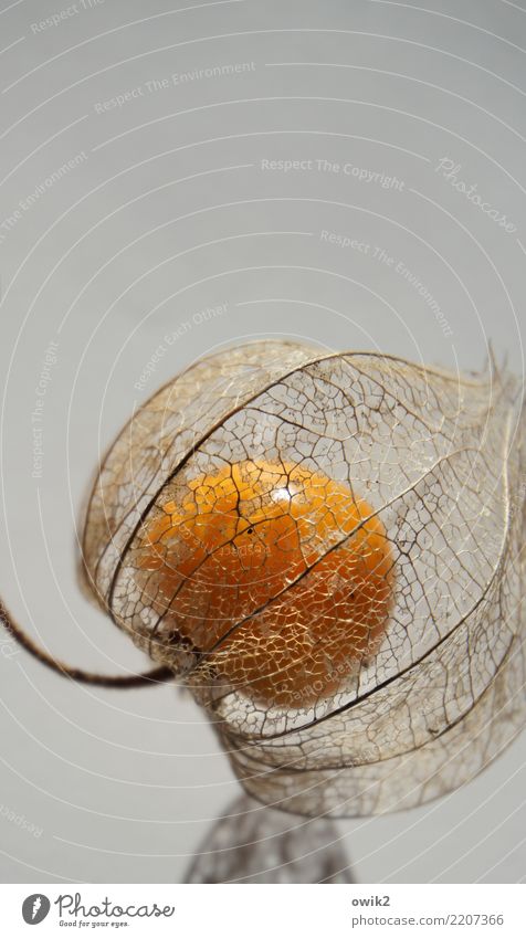 FRUITS Plant Wild plant Exotic Physalis Exceptional Thin Authentic Healthy Small Near Natural Round Orange To enjoy Fragile Transparent Glittering Delicious
