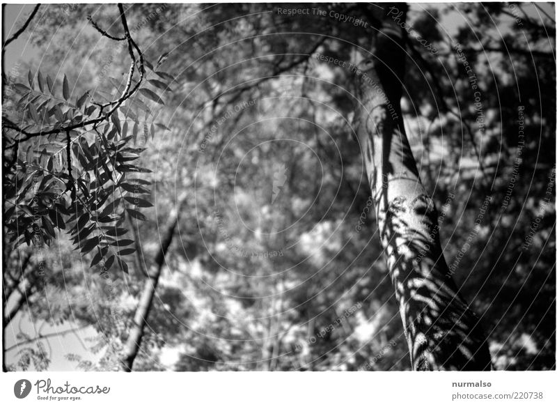 grey-tone jungle Environment Nature Plant Summer Tree Virgin forest Natural Gray Tree trunk Leaf Shadow Black & white photo Leaf shade Leaf canopy