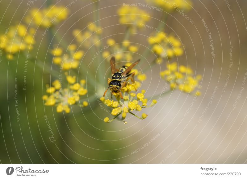 wasp Nature Animal Plant Flower Blossom Wild plant Wing Wasps 1 Blossoming Brown Yellow Green Nectar Colour photo Exterior shot Deserted Day Individual Sprinkle