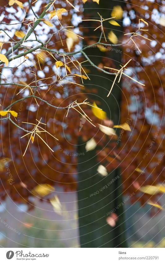 hundredteins - leaves Environment Nature Landscape Plant Autumn Tree To fall Flying Brown Yellow Decline Transience Lose Change Leaf Branch Bleak Leafless