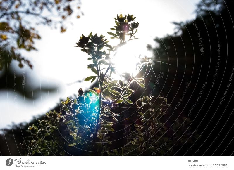 Back light in autumn Garden Thanksgiving Nature Plant Sky Cloudless sky Sun Sunrise Sunset Sunlight Spring Summer Autumn Winter Beautiful weather Flower Bushes