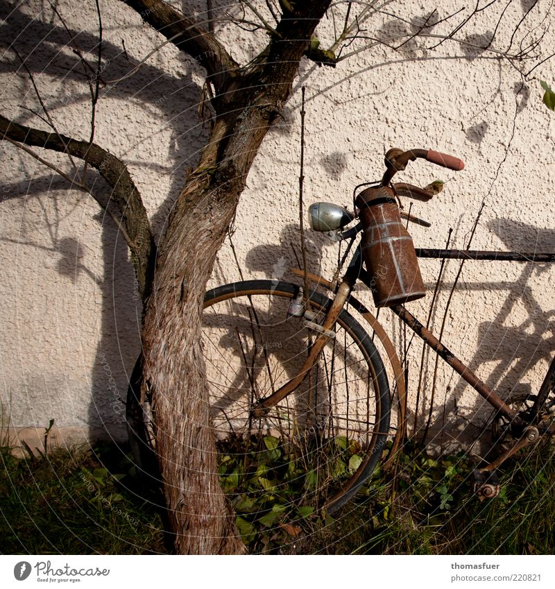 bike Autumn Bicycle Beautiful weather Tree Wall (barrier) Wall (building) Milk churn Metal Old Brown Moody Decline Transience Colour photo Subdued colour