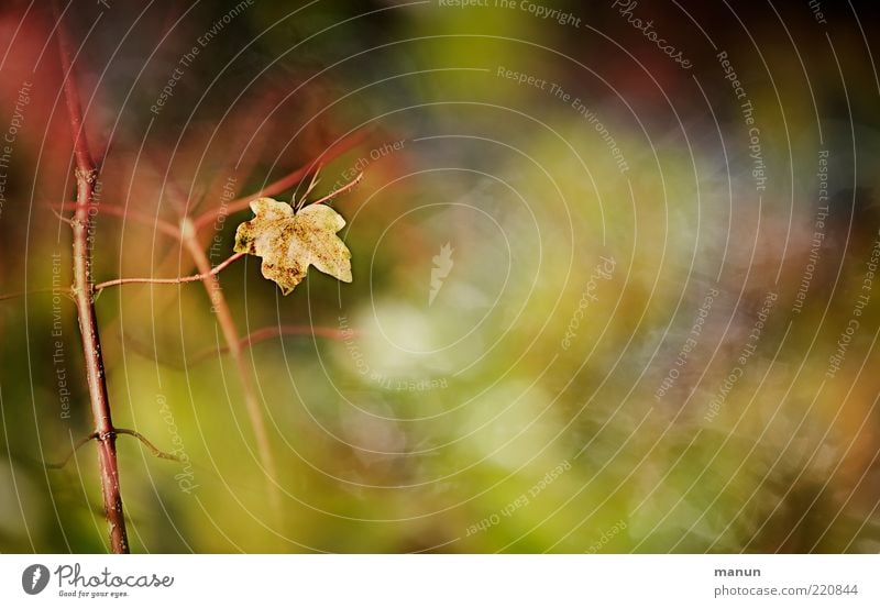 What remains Nature Bushes Leaf Maple leaf Autumnal Autumn leaves Autumnal colours Authentic Natural Original Beautiful End Transience Colour photo