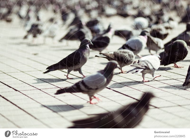pigeons Places Animal Wild animal Bird Pigeon Wing Group of animals Flock Gray Taksim Istanbul Turkey Colour photo Subdued colour Exterior shot Light Shadow