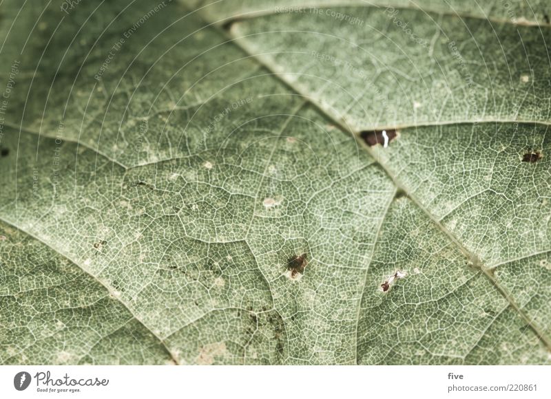 miss october Nature Autumn Plant Leaf Foliage plant Old Autumn leaves Rachis Colour photo Exterior shot Detail Macro (Extreme close-up) Structures and shapes