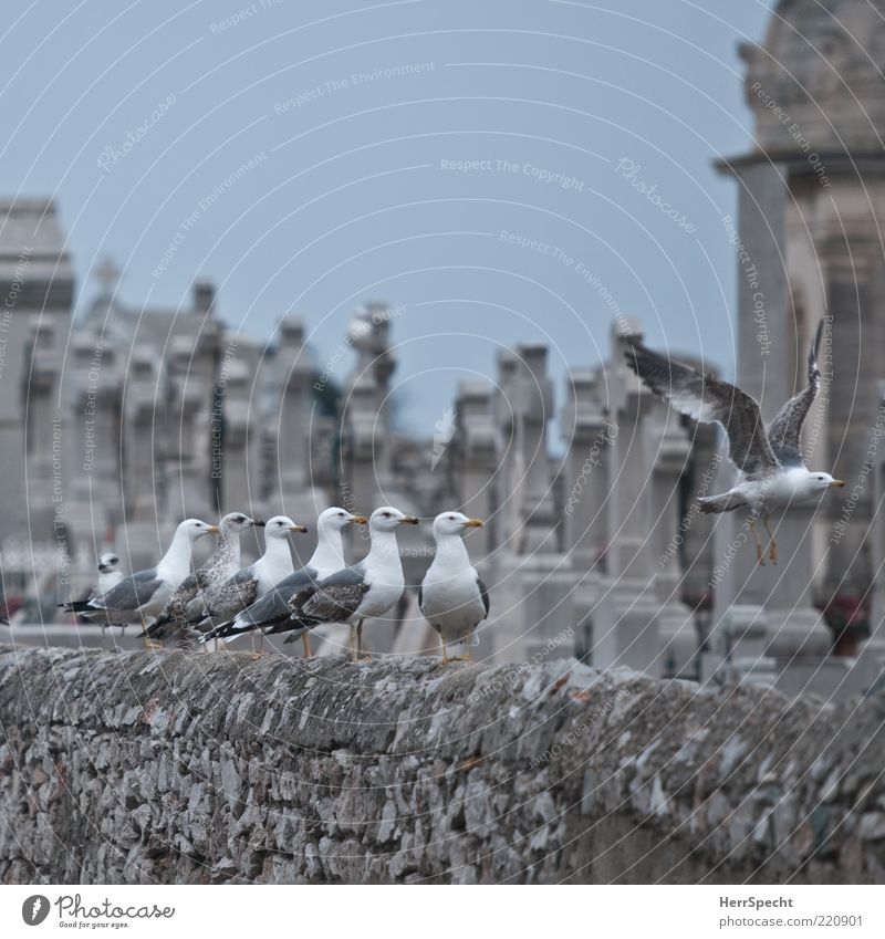 Vultures? Bird Seagull Gull birds Group of animals Flock Gray White Cemetery Stone wall Tombstone Grave Wait Together Flying Beaded Christian cross Colour photo