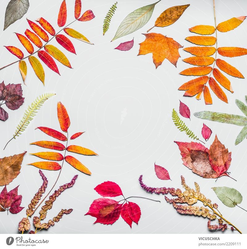 Autumn frame from various colorful dried autumn leaves Style Design Decoration Nature Plant Leaf Background picture Herbarium Frame Autumn leaves Autumnal