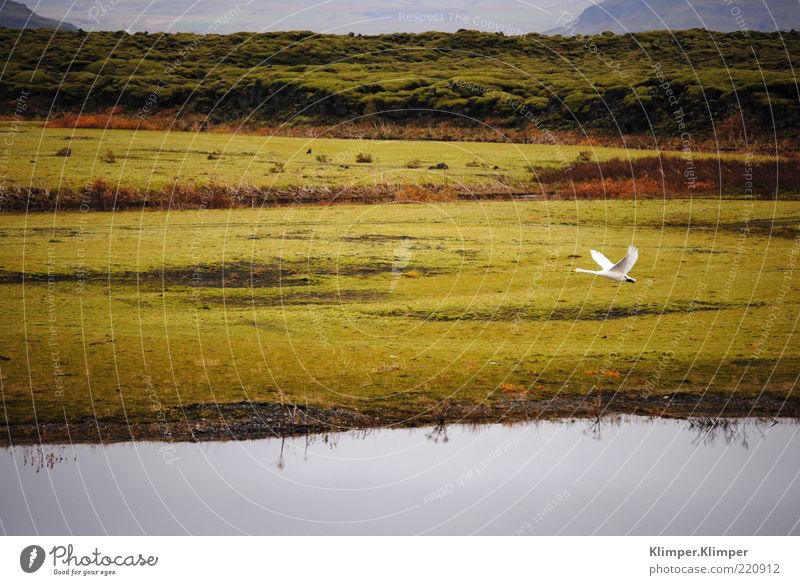 Happy goose. Far-off places Freedom Mountain Environment Nature Landscape Plant Animal Earth Air Water Autumn Grass Hill Lakeside River bank Fjord Wild animal