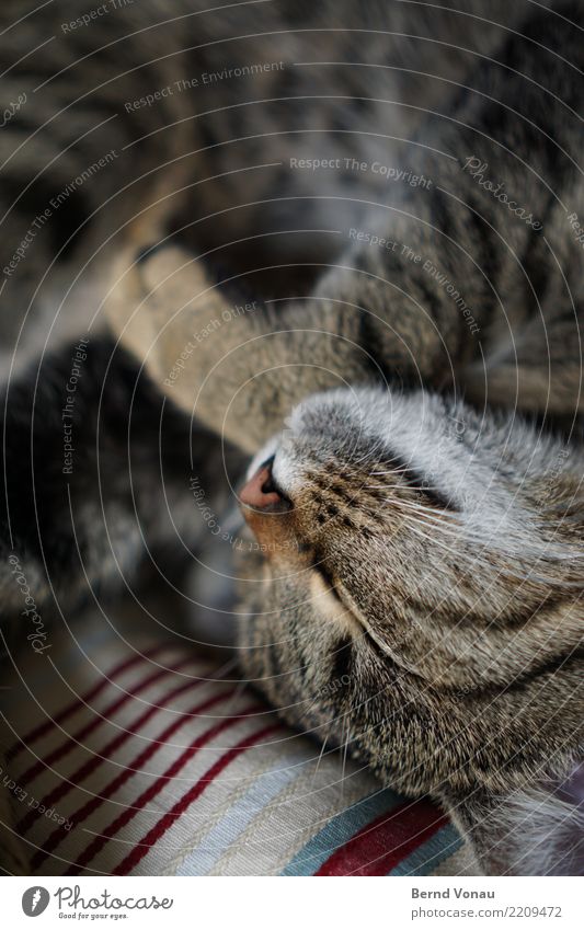 SLEEP Cat 1 Animal Authentic Tiger skin pattern Snout Nose Whisker Sleep Pattern Brown Peaceful Colour photo Interior shot Deserted Copy Space top Day