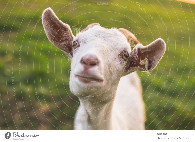 crazy goat Nature Sunlight Spring Summer Autumn Grass Meadow Animal Farm animal Animal face Pelt Goats Sheep 1 Observe Looking Aggression Exceptional Brash
