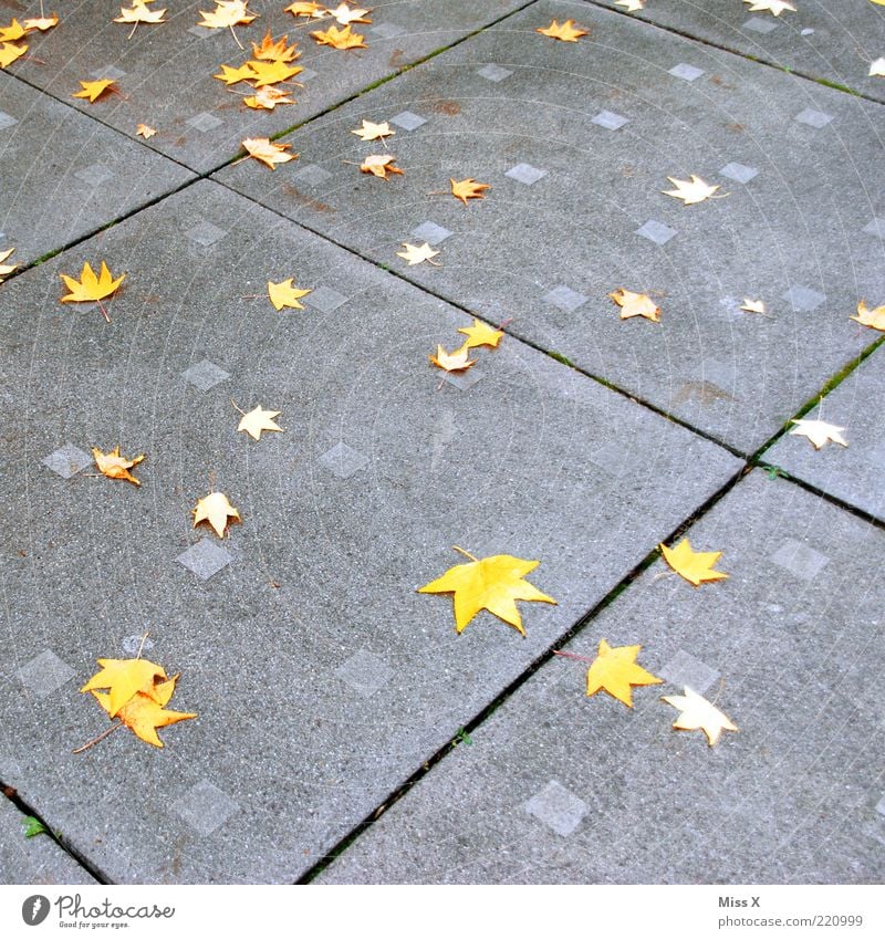 fallen stars Autumn Leaf Places To fall Maple leaf Stone slab Autumn leaves Autumnal Colour photo Exterior shot Pattern Deserted Autumnal colours Star (Symbol)