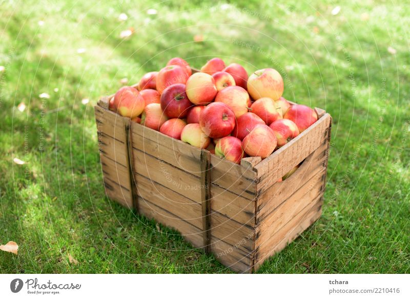 Red apples Fruit Apple Juice Summer Garden Nature Autumn Container Growth Fresh Bright Delicious Natural Juicy Green White Colour orchard food Basket Organic