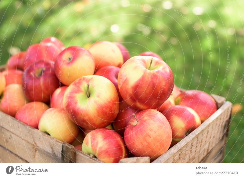 Ripe apples Fruit Apple Juice Summer Garden Nature Landscape Plant Container Growth Fresh Bright Delicious Natural Juicy Green Red Colour background orchard