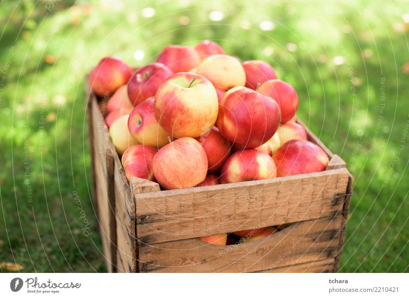 Red apples Fruit Apple Juice Summer Garden Nature Grass Container Fresh Bright Delicious Natural Juicy Green Colour healthy food Basket Organic fall Crops